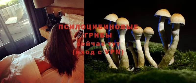 Галлюциногенные грибы Psilocybe  kraken как зайти  Жуков  купить наркотик 